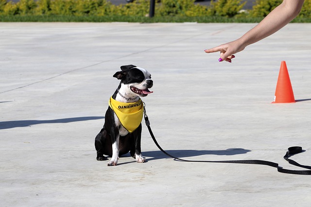 Scopri tutto sull'etologia canina, cos'è e a cosa può essere utile?